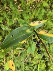 Polygonatum arisanense, photograph (c) jimmy, some rights reserved (CC BY)