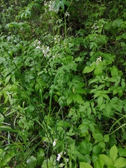 Cardamine macrophylla