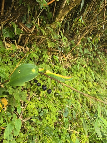 Polygonatum arisanense, photograph 4