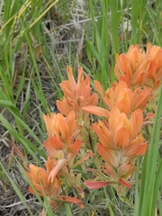 Castilleja integra