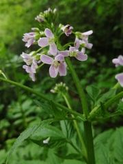 Cardamine macrophylla