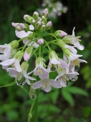 Cardamine macrophylla