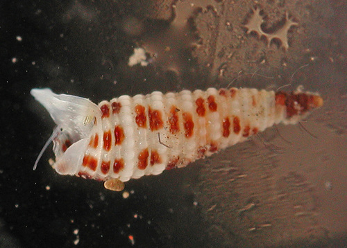 Opimaphora coralina observed 2008-11-27