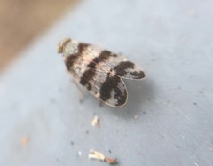Reptalus quadricinctus