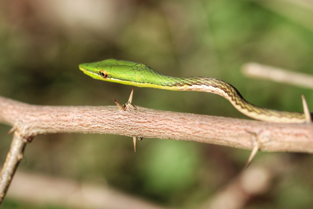 Island Pointed Snake