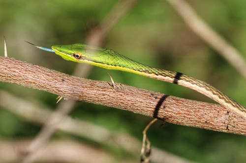 Photo of a Island Pointed Snake (Uromacer frenatus)