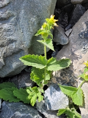 Scrophularia chrysantha, photograph (c) Roland Godon, some rights reserved (CC BY)