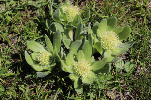 Kuschakewiczia turkestanica
