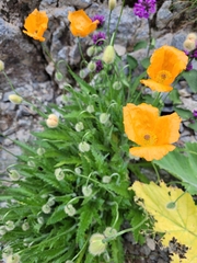 (c) Roland Godon, some rights reserved (CC BY) Papaver armeniacum, photograph (c) Roland Godon, some rights reserved (CC BY)