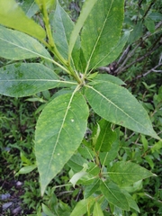 Populus laurifolia