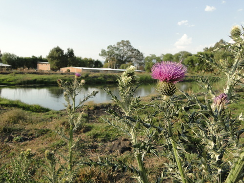 Image of Cirsium rhaphilepis by (c) Gustavo ZaRo, some rights reserved (CC BY)