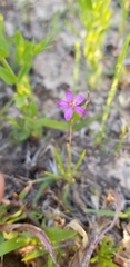 Phemeranthus parviflorus