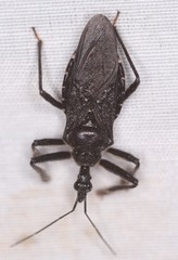 Apiomerus longispinis