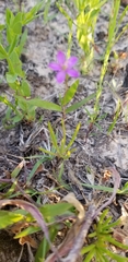 Phemeranthus parviflorus