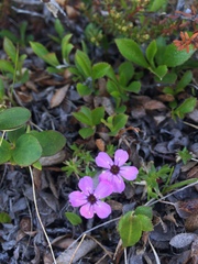 Silene acaulis acaulis