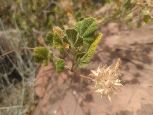 Image of Malacothamnus lucianus by (c) Tom Field, some rights reserved (CC BY)