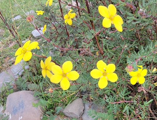 shrubby cinquefoil
