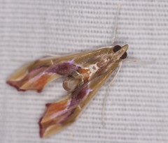 Agathodes monstralis