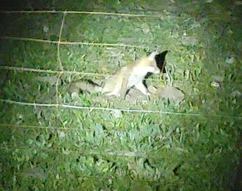 Red Fox