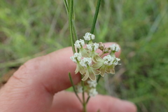 Asclepias linearis