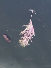 Brachycyttarus griseus