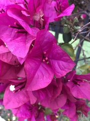 Bougainvillea