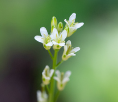 Turritis glabra