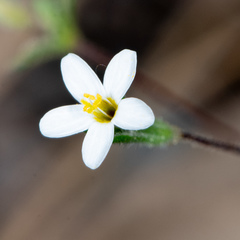 Leptosiphon bolanderi