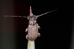 Glaucotes yuccivorus