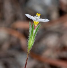 Leptosiphon bolanderi