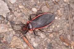 Rhiginia cinctiventris