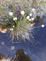 Eriophorum brachyantherum