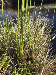 Eriophorum brachyantherum