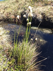 Eriophorum brachyantherum