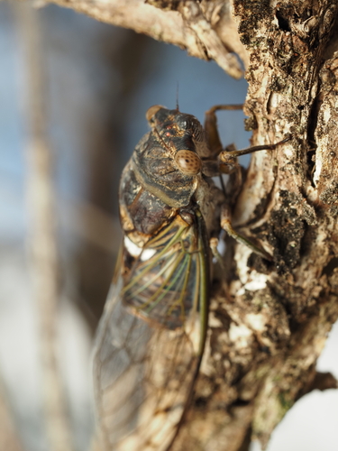 Diceroprocta biconica (Walker, 1850)