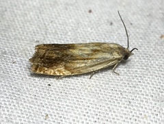 Eucosma umbrastriana