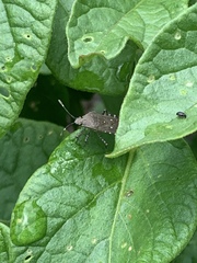 Hypselonotini