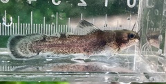 Brindled Madtom photo 5