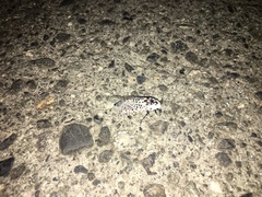 Zeuzera multistrigata