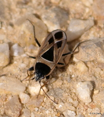 Xanthochilus saturnius
