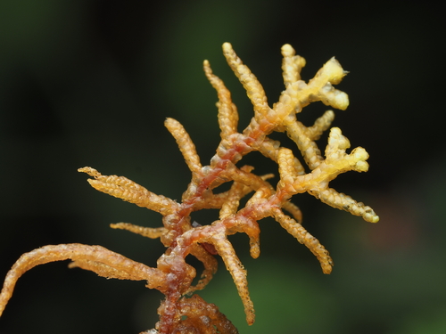 Mastigophora woodsii observed 2024-08-22