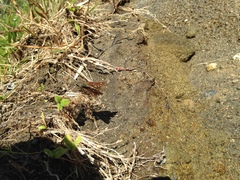 Polytremis pellucida