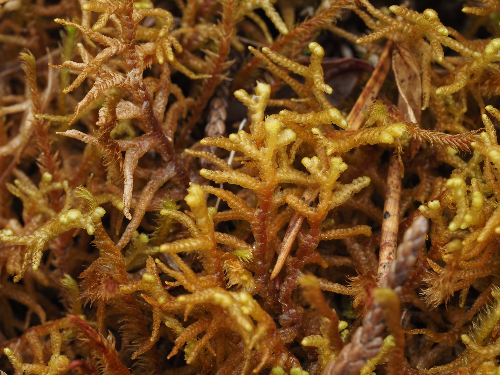 Mastigophora woodsii