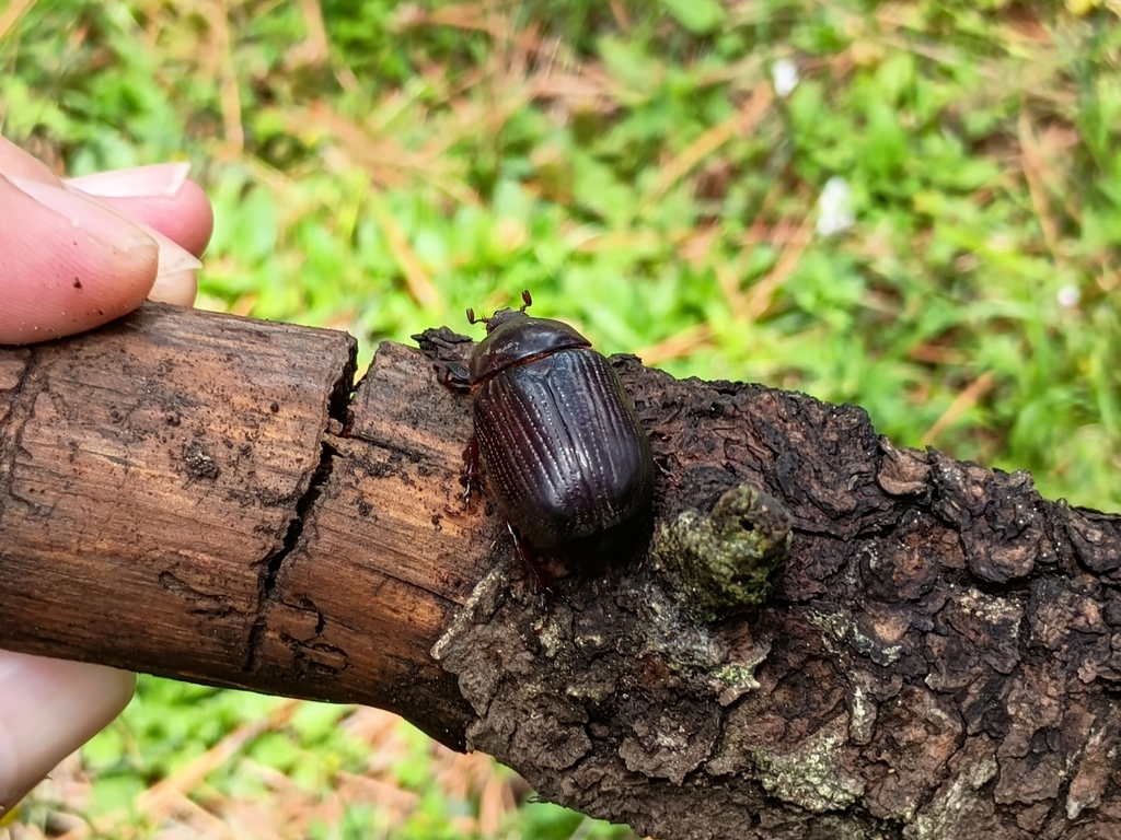 Orizabus isodonoides
