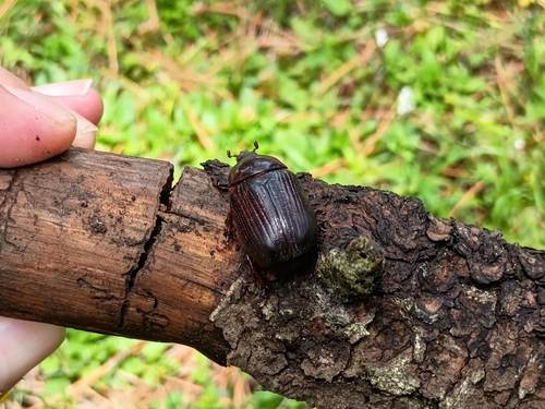 Orizabus isodonoides