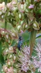 Malachius bipustulatus