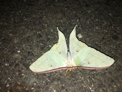 Actias gnoma