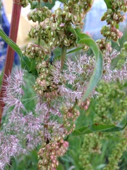 Malachius bipustulatus