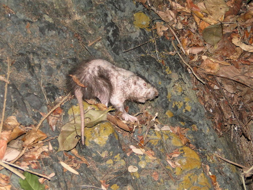 Giant Pocket Gopher