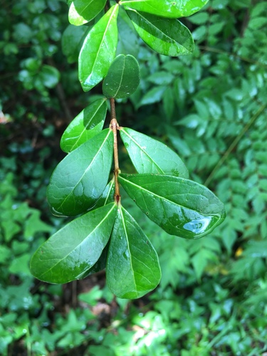 Viburnum obovatum image